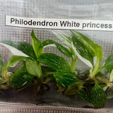 Philodendron Royal Flush Plantlets (4 Packs of 5) - Ed's Plant Shop