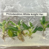 Philodendron Royal Flush Plantlets (4 Packs of 5) - *ONLINE ONLY* - Ed's Plant Shop