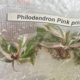 Philodendron Royal Flush Plantlets (4 Packs of 5) - *ONLINE ONLY* - Ed's Plant Shop