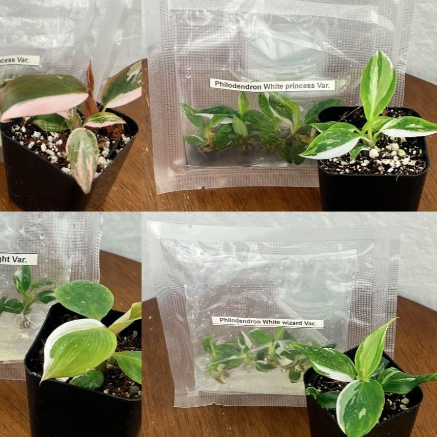 Philodendron Royal Flush Plantlets (4 Packs of 5) - *ONLINE ONLY* - Ed's Plant Shop