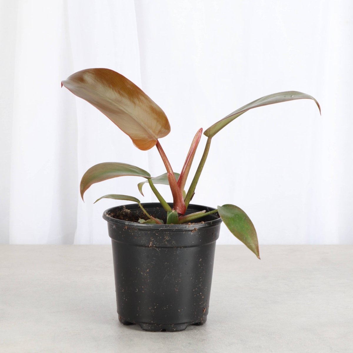 Philodendron 'Sayaka' | Rare Bronze-to-Green Glossy Foliage Aroid