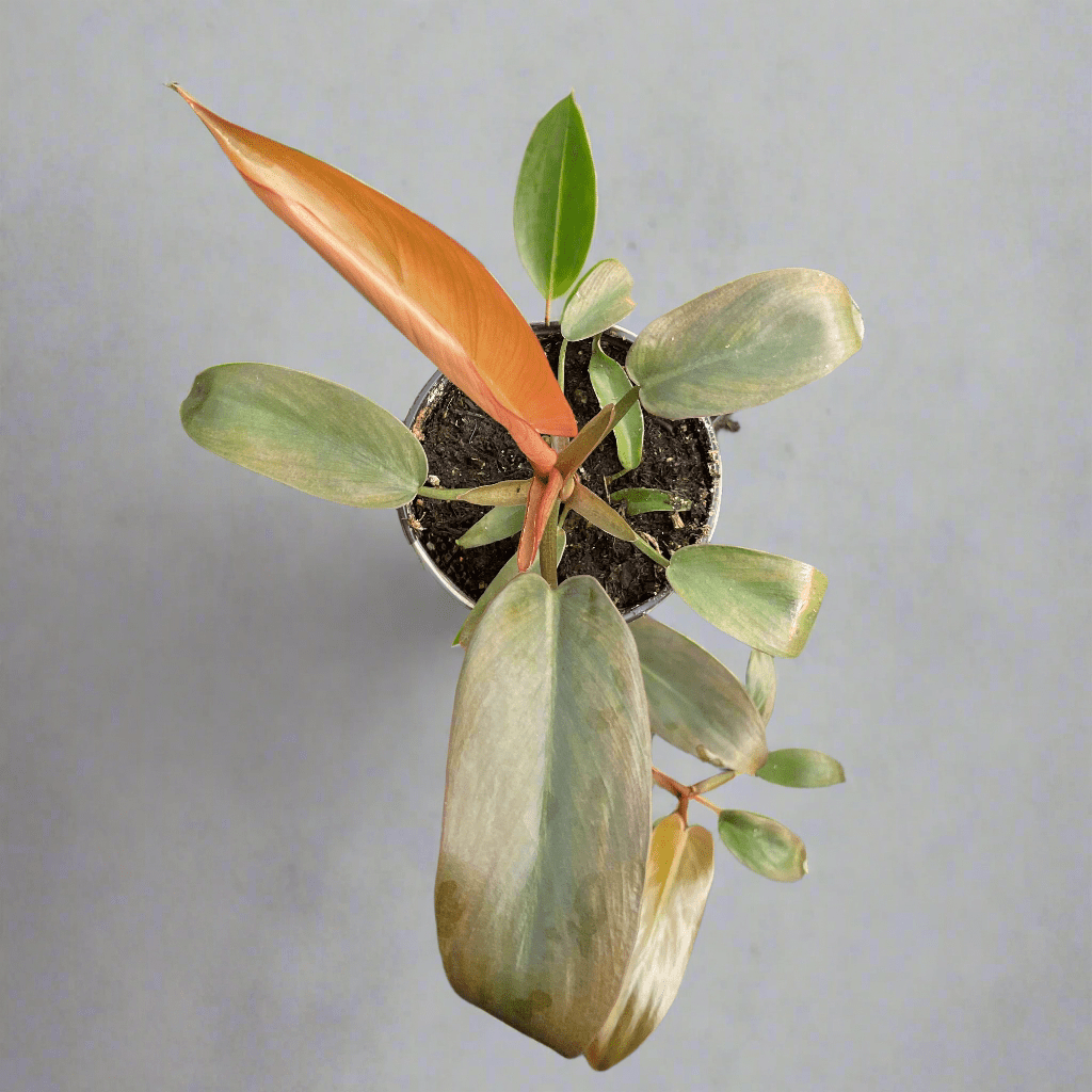 philodendron foliage Philodendron ‘Sayaka’ – Rare Bronze-to-Green Glossy Foliage