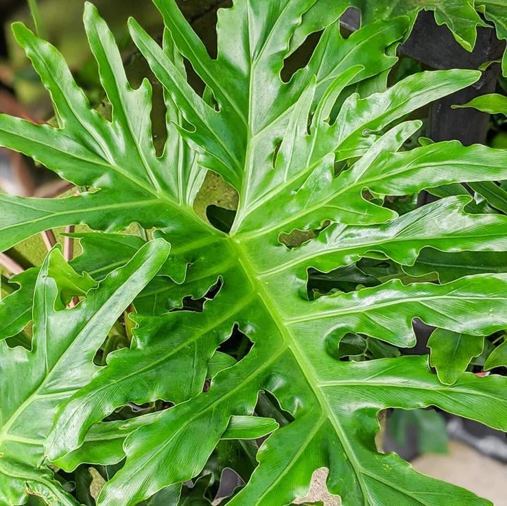 Philodendron selloum - Split Leaf Philodendron Floor Plant - Ed's Plant Shop