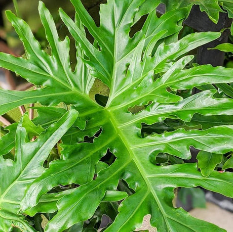 Philodendron selloum - Split Leaf Philodendron Floor Plant - Ed's Plant Shop