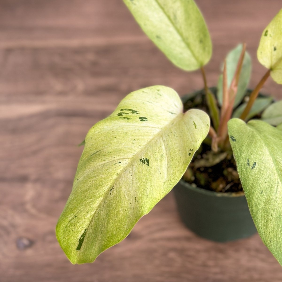 Ed's Plant Shop Philodendron Burle Marx Albo - Thumbnail 3