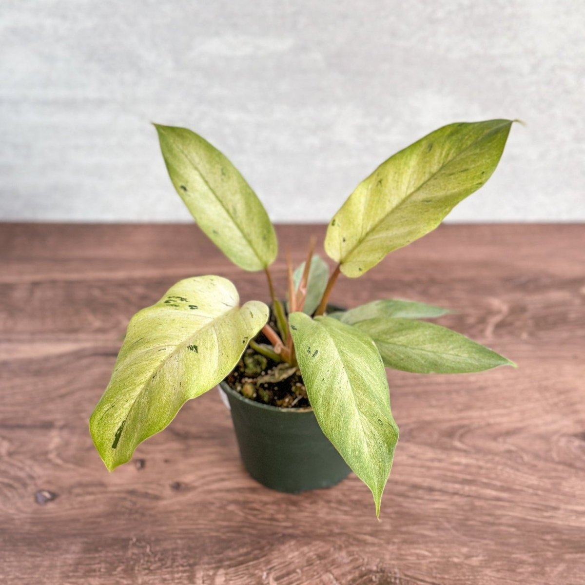 philodendron plants online Philodendron ‘Snow Drift'