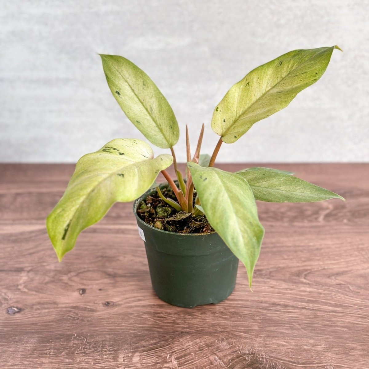 philodendron fever dreams Philodendron erubescens 'Snow Drift' For Sale online – Ed's Plant Shop