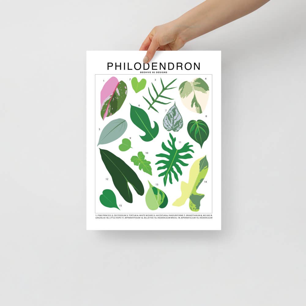 philodendron botanical illustration Philodendron Species ID Chart Botanical Houseplant Art Print