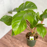 philodendron squamiferum juvenile Philodendron squamiferum