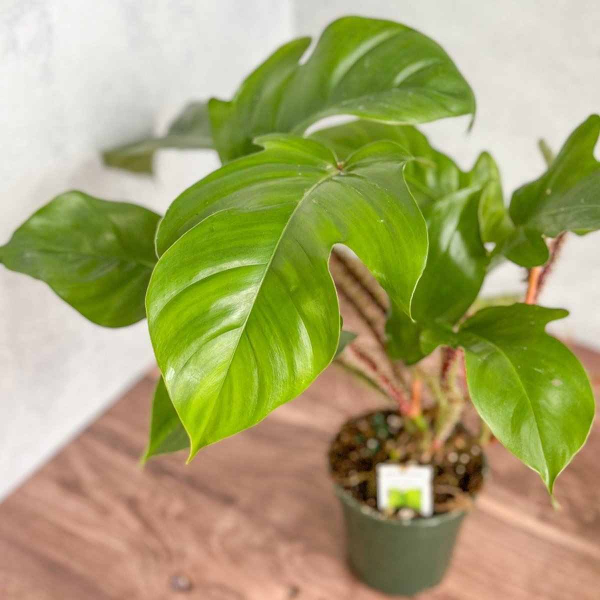 Philodendron squamiferum - Red Bristle Philodendron - 4 Inch - Ed's Plant Shop