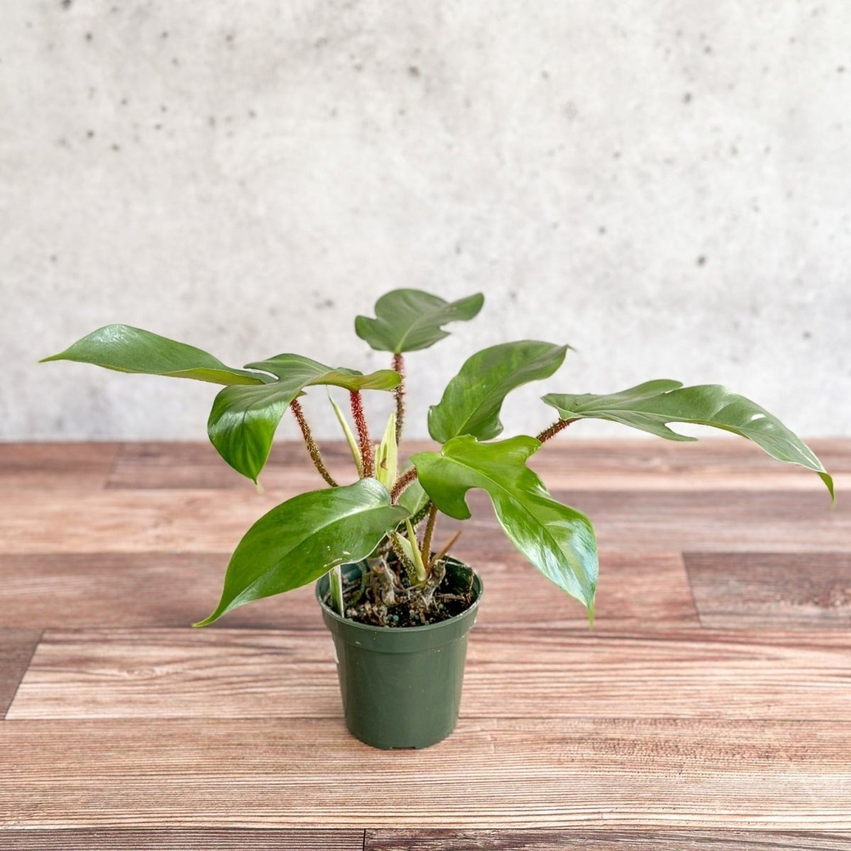 Philodendron Squamiferum – Lost in the Forrest