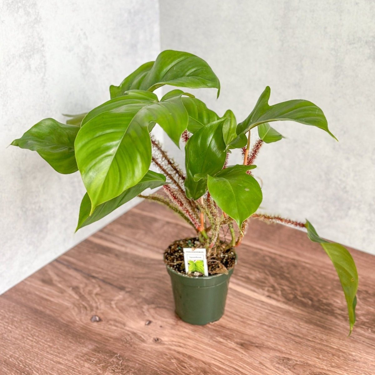 Philodendron squamiferum - Red Bristle Philodendron - 4 Inch - Ed's Plant Shop