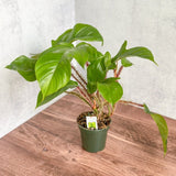 Philodendron squamiferum - Red Bristle Philodendron - 4 Inch - Ed's Plant Shop