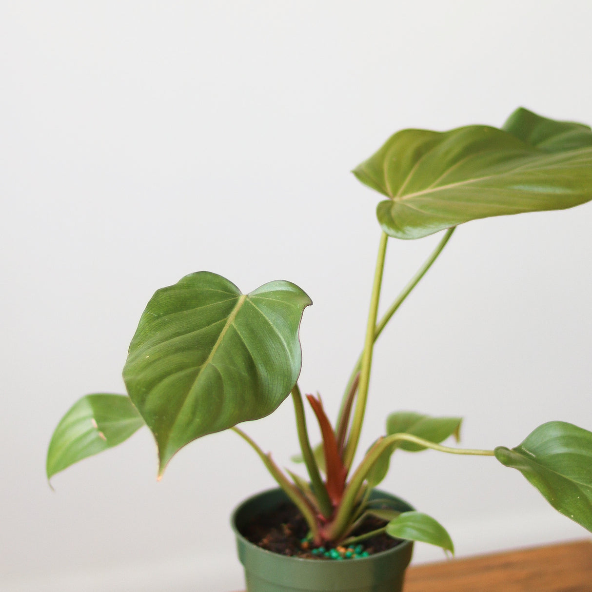 Philodendron 'Summer Glory' -  Various Sizes