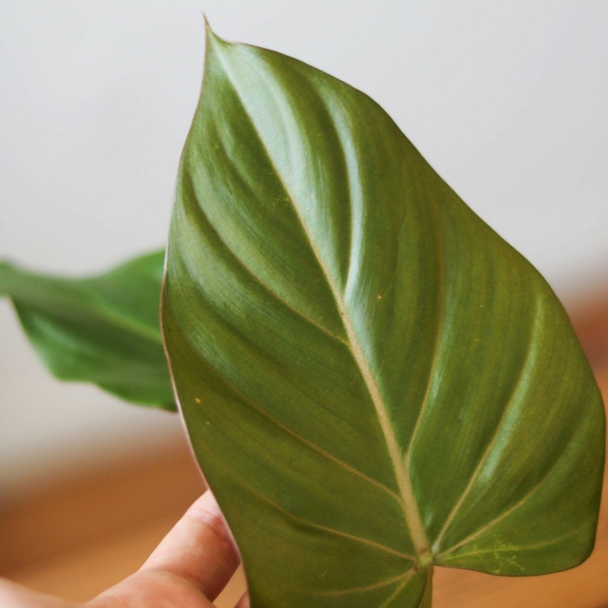 summer glory philodendron Philodendron 'Summer Glory'