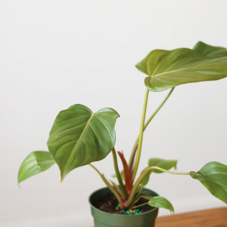 Philodendron 'Summer Glory' - Various Sizes - Ed's Plant Shop