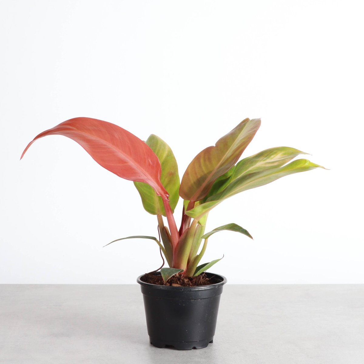 red philodendron care Philodendron 'Sun Red'
