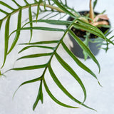 Philodendron 'Tortum' - Lace Leaf Philodendron - Ed's Plant Shop