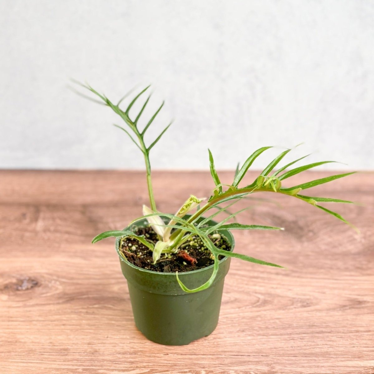 exotic philodendron for sale Philodendron 'Tortum' - Lace Leaf Philodendron