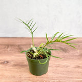 lace leaf philodendron Buy Philodendron Tortum – Exotic Fern-Like Houseplant