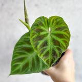 Philodendron verrucosum - Verrucosum Philodendron - Ed's Plant Shop