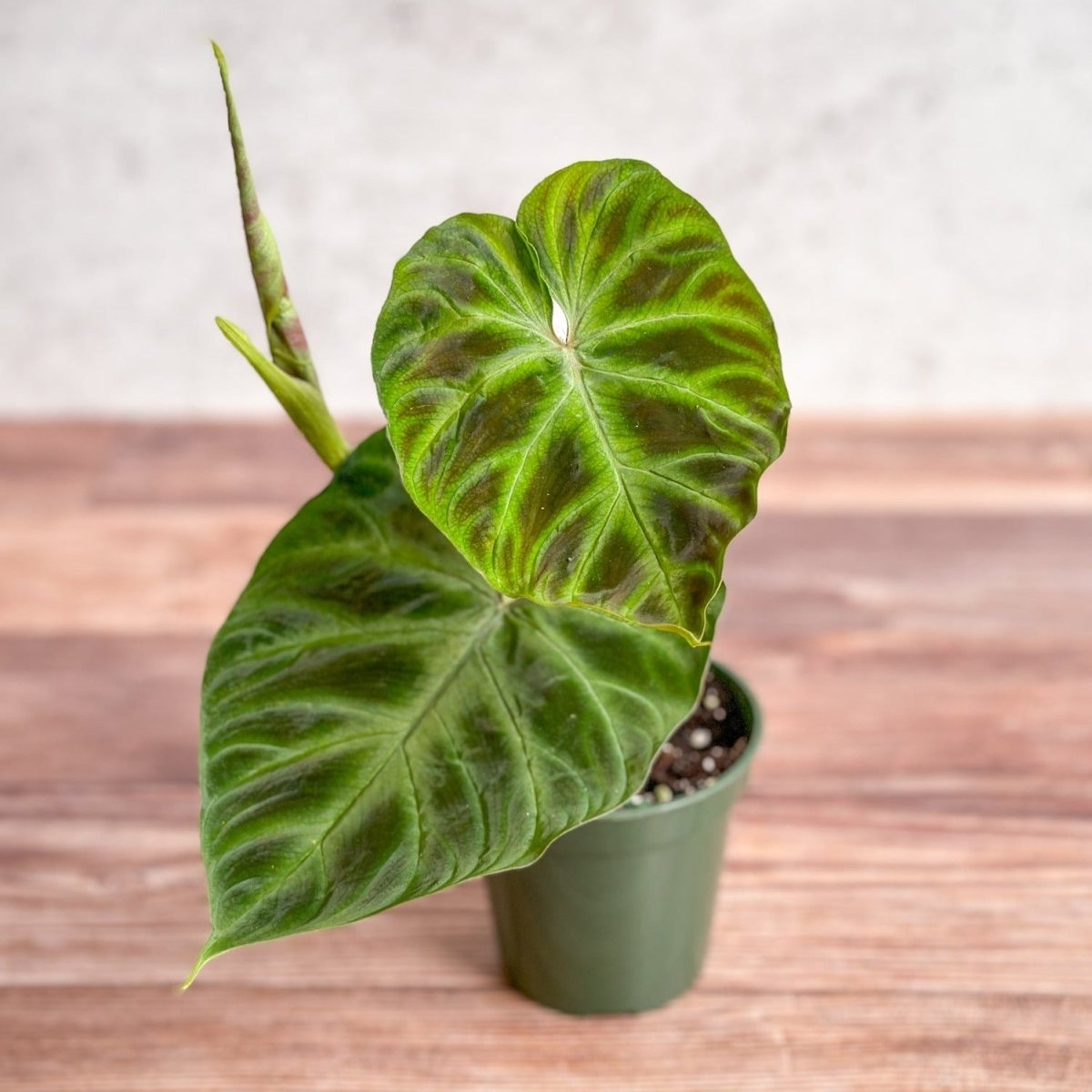 Philodendron verrucosum - Verrucosum Philodendron - Ed's Plant Shop