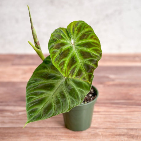 Philodendron verrucosum - Verrucosum Philodendron - 4.5 Inch - Ed's Plant Shop