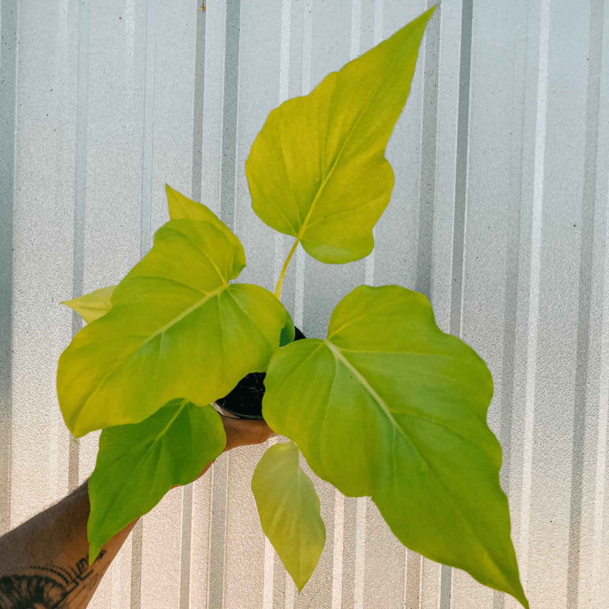 Philodendron ‘Warszewiczii Aurea’ — Chartreuse, Deeply - Lobed Statement Aroid - Ed's Plant Shop