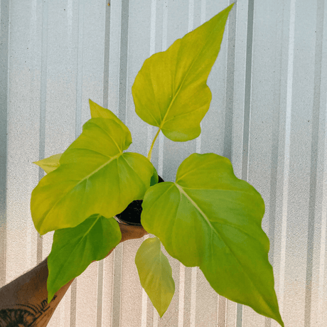 Philodendron ‘Warszewiczii Aurea’ — Chartreuse, Deeply - Lobed Statement Aroid - Ed's Plant Shop
