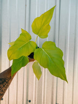 Philodendron ‘Warszewiczii Aurea’ — Chartreuse, Deeply - Lobed Statement Aroid - Ed's Plant Shop