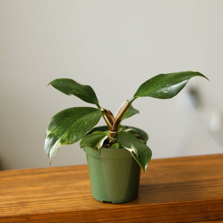 Philodendron 'White Knight' - 4 Inch - Ed's Plant Shop