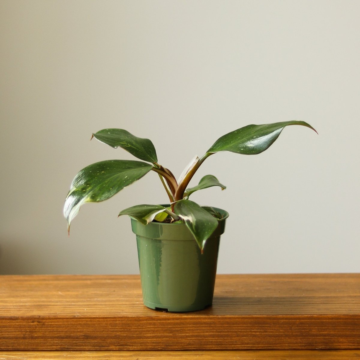 philodendron white knight Philodendron 'White Knight'