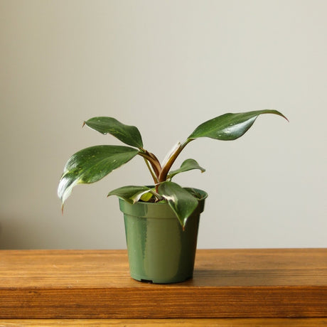 Philodendron 'White Knight' - 4 Inch - Ed's Plant Shop