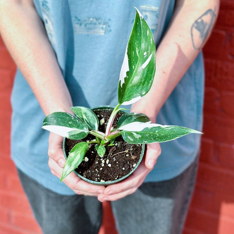 Philodendron 'White Princess' - White Princess Philodendron - Ed's Plant Shop