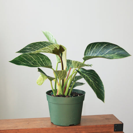 Philodendron 'Birkin' - Birkin Philodendron - 4 Inch