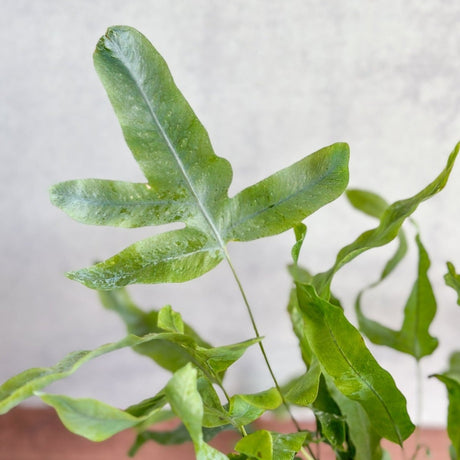 Phlebodium Aureum 'Blue Star Fern' - 4 Inch - Ed's Plant Shop