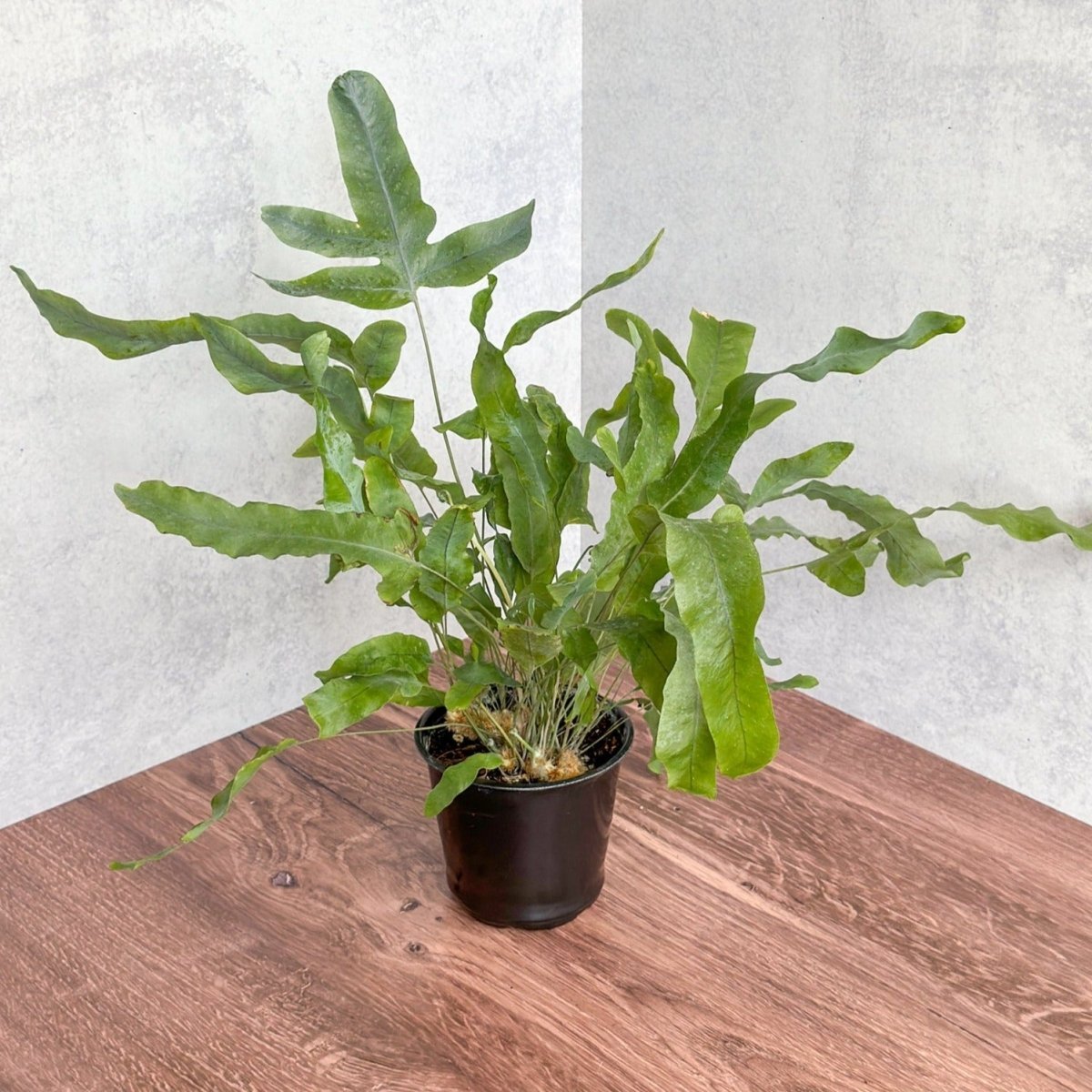 care of blue star fern Phlebodium Aureum 'Blue Star Fern'