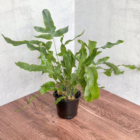 Phlebodium Aureum 'Blue Star Fern' - 4 Inch - Ed's Plant Shop