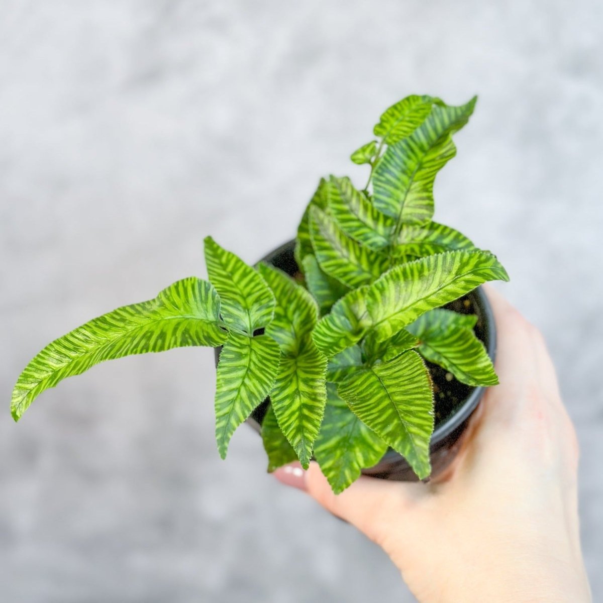 Phlebodium aureum ‘Mandianum’ - Golden Zebra Fern - Ed's Plant Shop