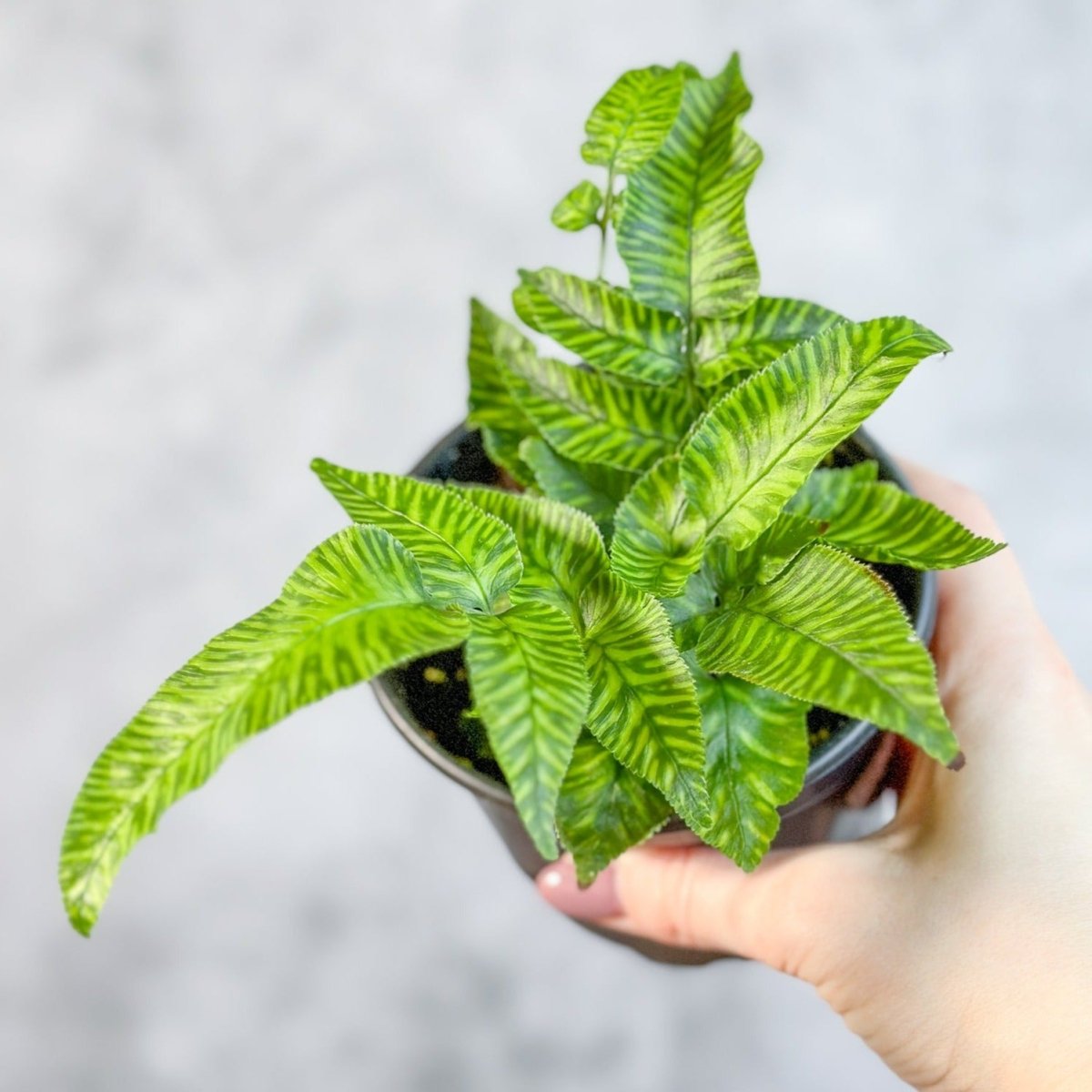 Phlebodium aureum ‘Mandianum’ - Golden Zebra Fern - Ed's Plant Shop