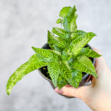 Phlebodium aureum ‘Mandianum’ - Golden Zebra Fern - Ed's Plant Shop