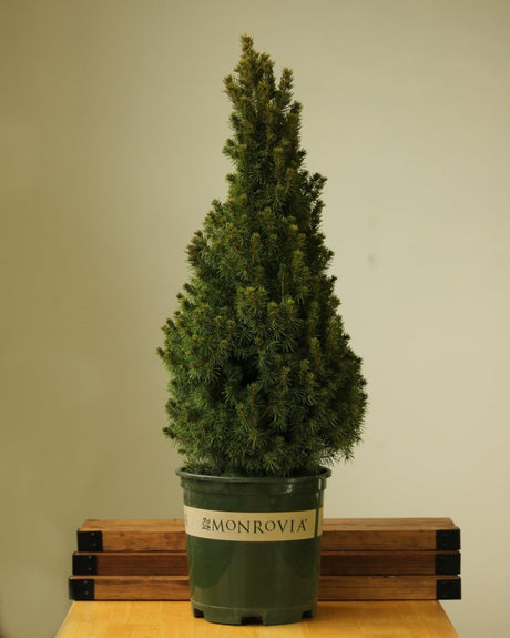 Picea Glauca ‘Alberta Spruce’ - Ed's Plant Shop