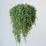 Pilea depressa 'Mother of Thousands' - 4.5 Inch Hanging Basket