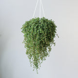 Pilea depressa 'Mother of Thousands' - 4.5 Inch Hanging Basket