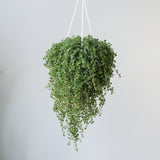 Pilea depressa 'Mother of Thousands' - 4.5 Inch Hanging Basket - Ed's Plant Shop