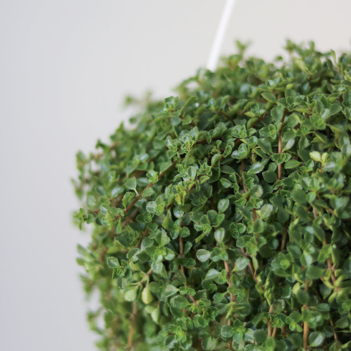 Pilea depressa 'Mother of Thousands' Hanging Basket