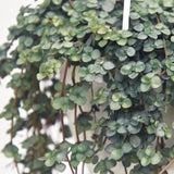 Close-up of Pilea Aqua’s tiny silver-blue leaves showing its soft sparkling texture.