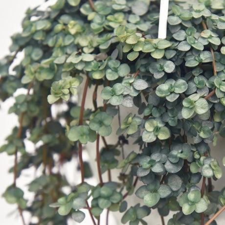 Close-up of Pilea Aqua’s tiny silver-blue leaves showing its soft sparkling texture.