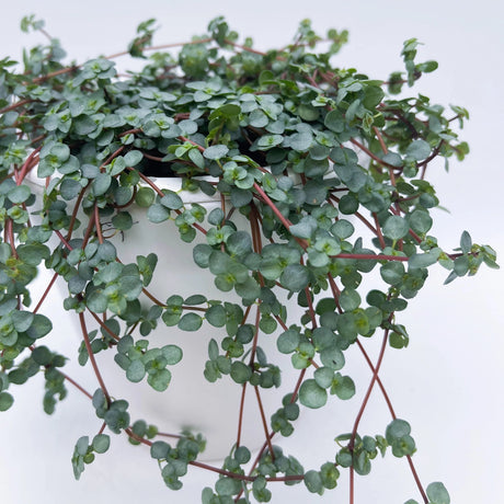 Close up view of Pilea ‘Aqua’ showing dense clusters of tiny round silver-blue leaves.