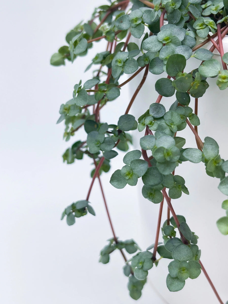 Pilea glauca 'Aqua' Silver Sparkle - 4.5" Hanging Basket - Ed's Plant Shop